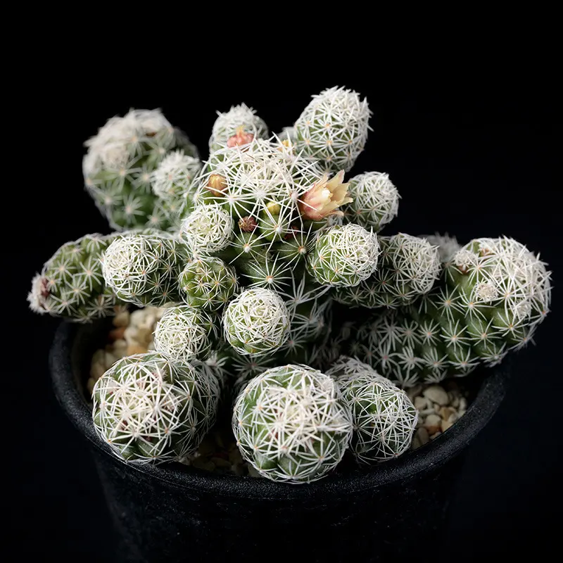 マミラリアの種類（原種、品種）｜植物図鑑｜みんなの趣味の園芸（NHK