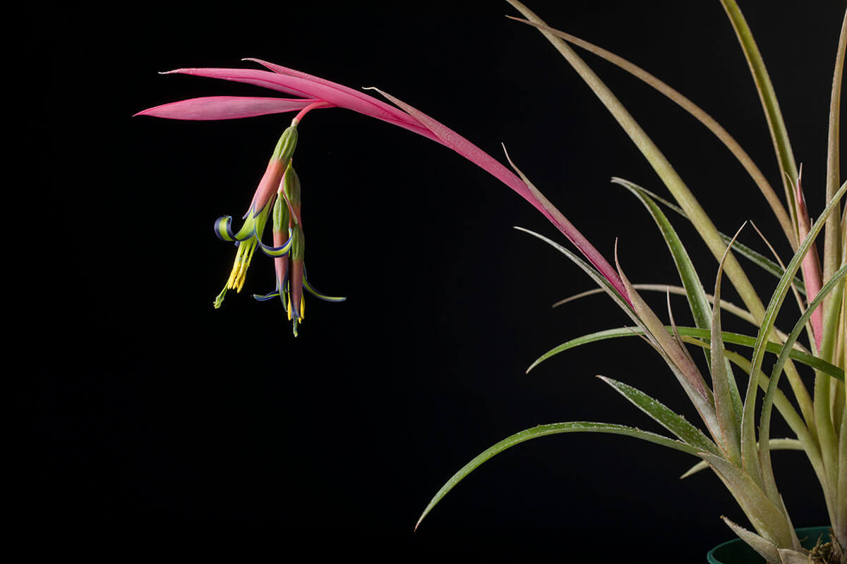 ビルベルギアの種類（原種、品種）｜植物図鑑｜みんなの趣味の園芸