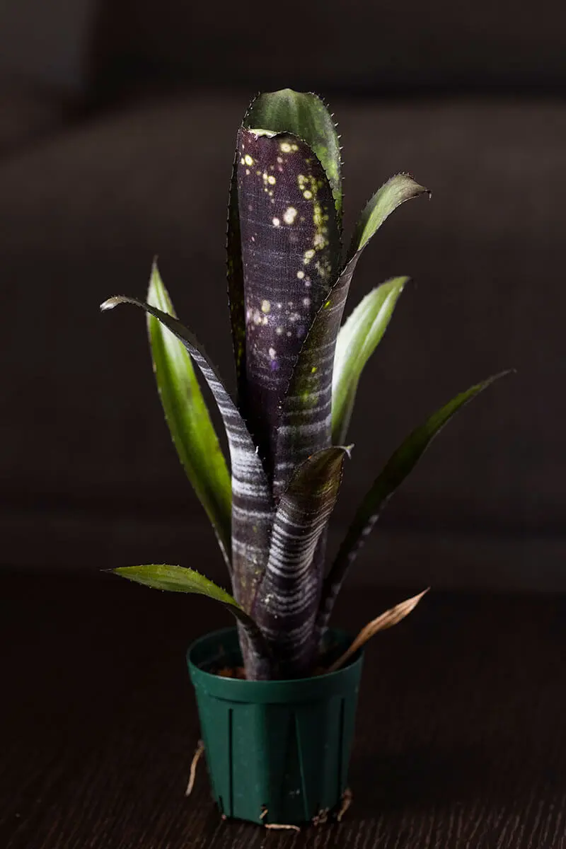 ビルベルギアの種類（原種、品種）｜植物図鑑｜みんなの趣味の園芸