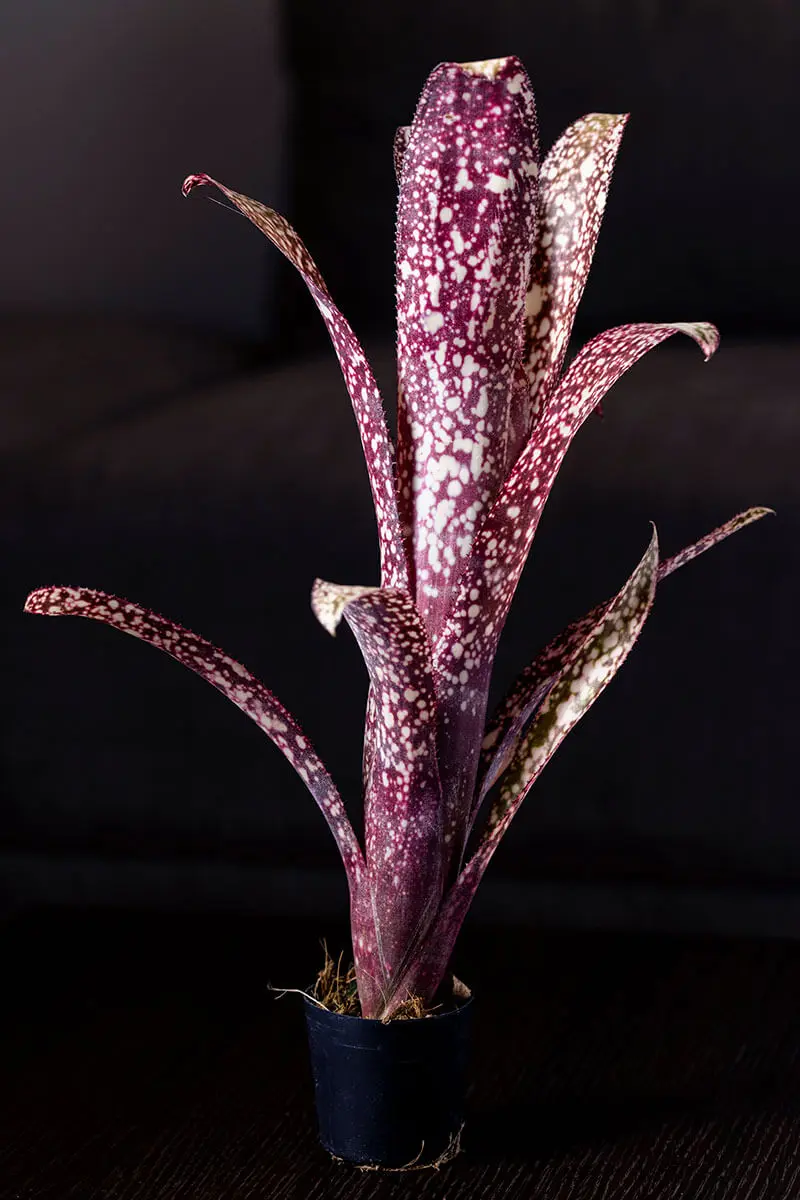 ビルベルギアの種類（原種、品種）｜植物図鑑｜みんなの趣味の園芸