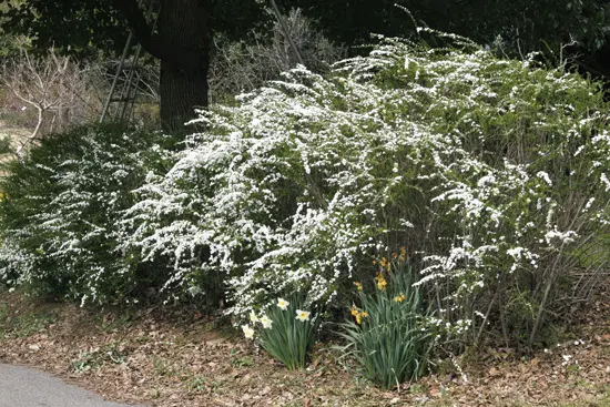 ユキヤナギの写真＜1＞-育て方図鑑|みんなの趣味の園芸