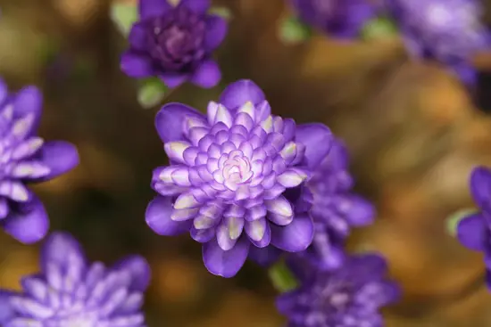 雪割草 