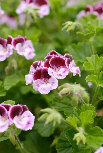 ペラルゴニウムの写真＜1＞-育て方図鑑|みんなの趣味の園芸