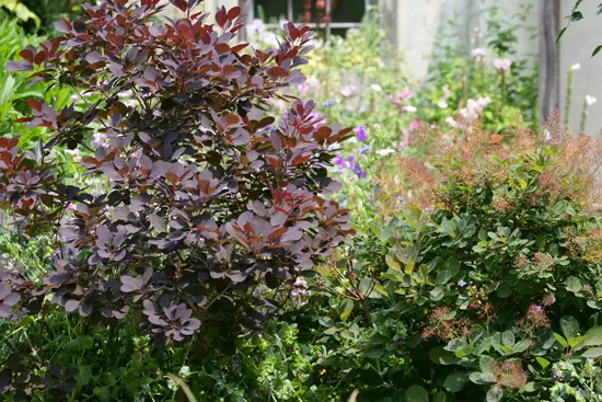 スモークツリーの写真＜1＞-育て方図鑑|みんなの趣味の園芸