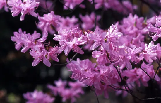ミツバツツジの写真＜1＞-育て方図鑑|みんなの趣味の園芸