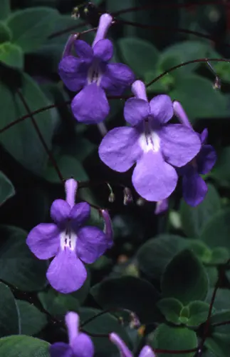 ストレプトカーパス ストレプトカーパスの育て方・栽培方法 | LOVEGREEN(ラブグリーン)