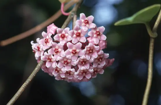 レア　ホヤHoya rigidifolia サクララン ホヤ（サクララン）の写真＜1＞-育て方図鑑|みんなの趣味の園芸