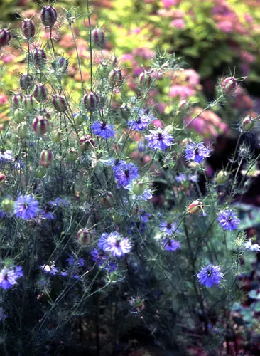 ニゲラの写真＜1＞-育て方図鑑|みんなの趣味の園芸