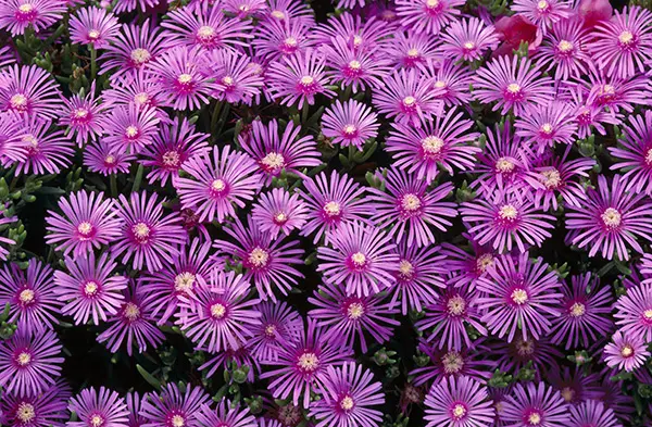 マツバギク（松葉菊）の写真＜1＞-育て方図鑑|みんなの趣味の園芸