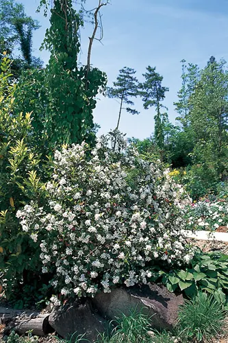 シャリンバイの写真＜1＞-育て方図鑑|みんなの趣味の園芸