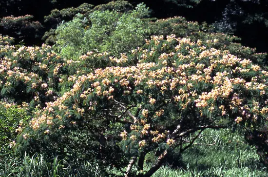 ネムノキ　/ 563 ネムノキ / 563