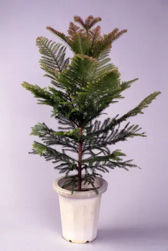 アローカリア（シマナンヨウスギ）の写真＜1＞-育て方図鑑|みんなの