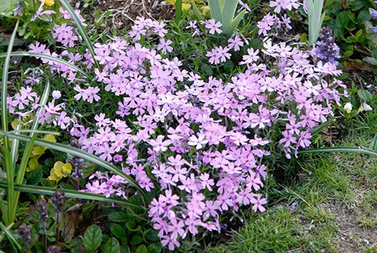 シバザクラ（芝桜） 