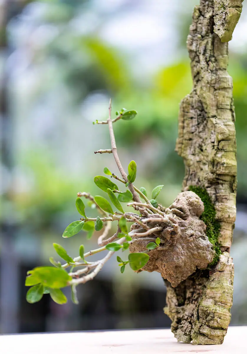 ヒドノフィツムの写真＜1＞-育て方図鑑|みんなの趣味の園芸