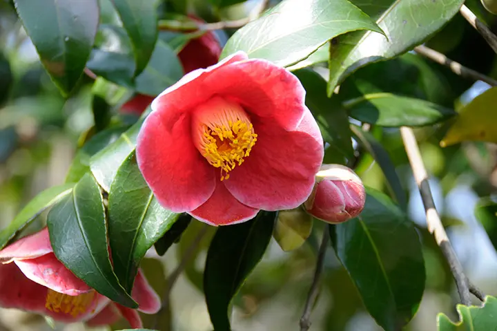 最新日本ツバキ図鑑 楽天ブックス: 最新日本ツバキ図鑑 - 日本ツバキ協会