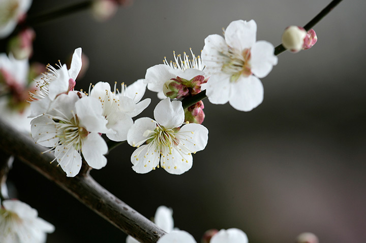 ウメ（花ウメ）とは｜育て方がわかる植物図鑑｜みんなの趣味の園芸 