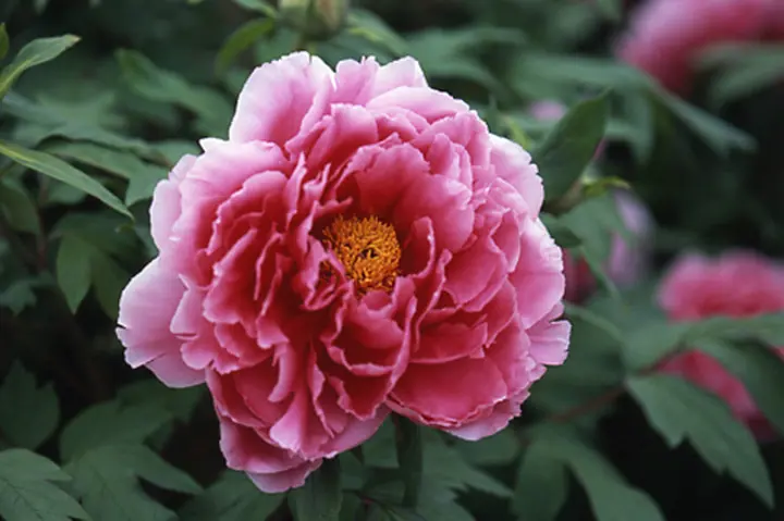 ぼたんです 百花撰 （ピンク色） 牡丹 2年生 6号スリット鉢植え : 苗木部 花ひろば