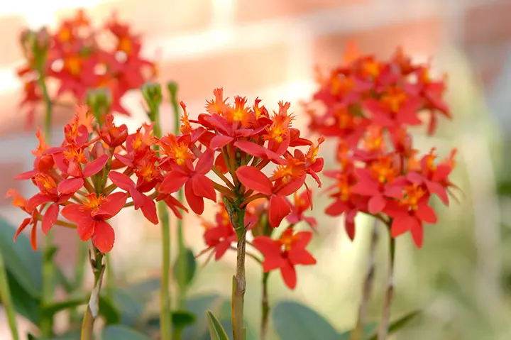 エピデンドラムとは｜育て方がわかる植物図鑑｜みんなの趣味の園芸