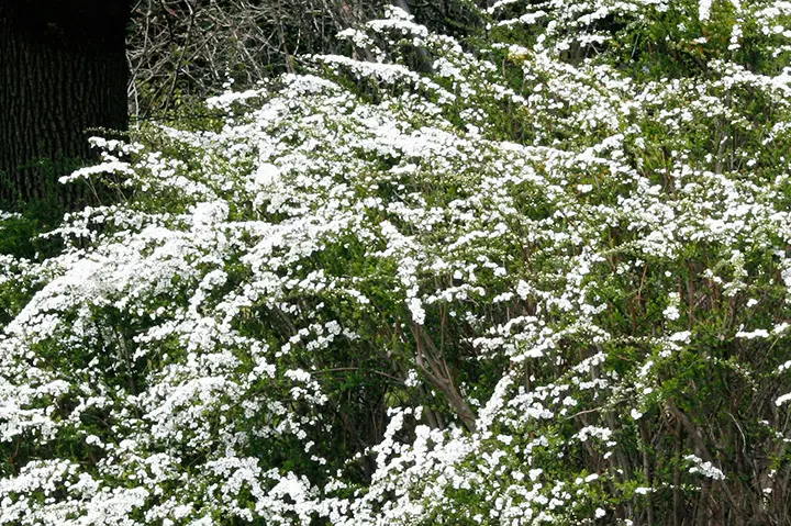 ユキヤナギの育て方・栽培方法｜植物図鑑｜みんなの趣味の園芸（NHK出版）