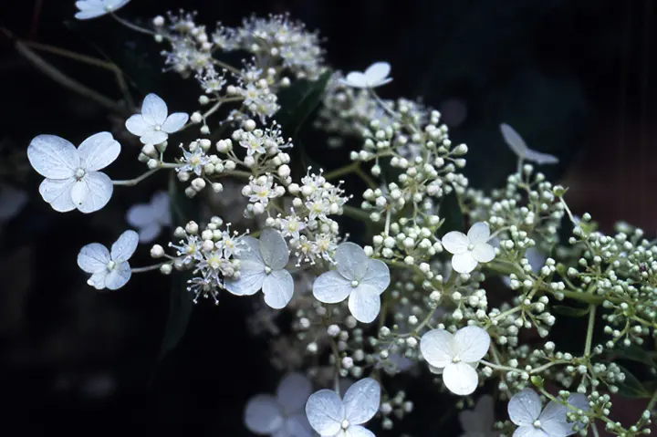 ノリウツギとは・基本情報｜育て方がわかる植物図鑑｜みんなの趣味の
