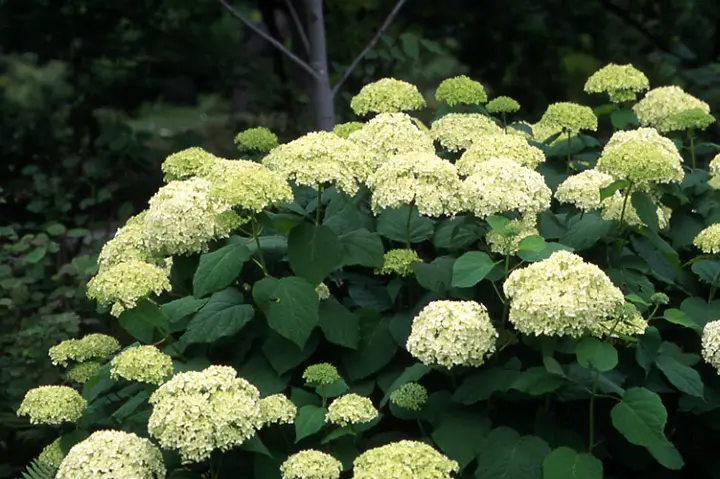 アナベル B⑦ 白いアジサイ 挿し芽2年目幼苗 アメリカ紫陽花