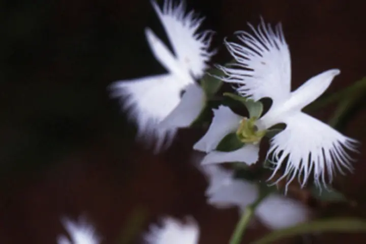 サギソウとは｜育て方がわかる植物図鑑｜みんなの趣味の園芸（NHK出版）