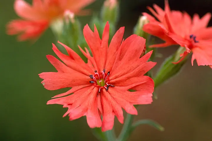 センノウの育て方・栽培方法｜植物図鑑｜みんなの趣味の園芸（NHK出版）
