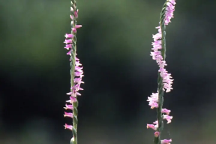 ネジバナとは｜育て方がわかる植物図鑑｜みんなの趣味の園芸（NHK出版）