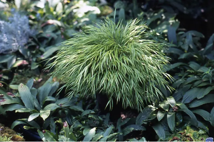 No.56 風知草の根洗い フウチソウ（風知草）根洗い作り 穂が出ています | 山野草・還風