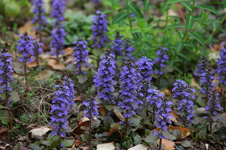 アジュガとは｜育て方がわかる植物図鑑｜みんなの趣味の園芸