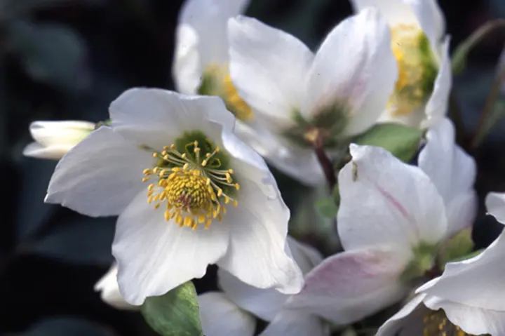 ヘレボルス・ニゲルとは｜育て方がわかる植物図鑑｜みんなの趣味の園芸