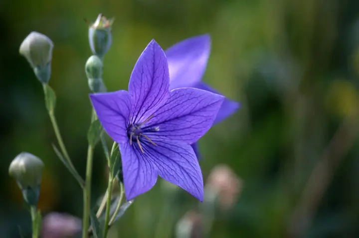キキョウとは｜育て方がわかる植物図鑑｜みんなの趣味の園芸（NHK出版）