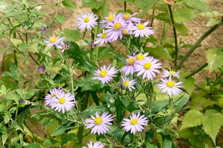 ノコンギクとは｜育て方がわかる植物図鑑｜みんなの趣味の園芸（NHK出版）