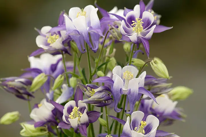 西洋オダマキ　ミニミニ苗　こちらで選んで順次発送 西洋オダマキ ミニミニ苗 こちらで選んで順次発送 21いつ咲くの