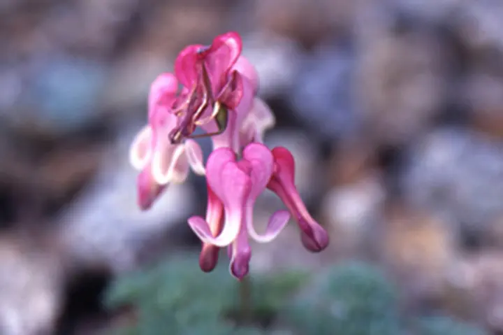 山野草　斑入り緋炎　コマクサ コマクサの育て方・栽培方法｜植物図鑑｜みんなの趣味の園芸（NHK出版）