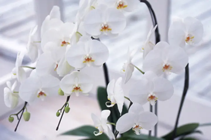 コチョウラン（胡蝶蘭）とは｜育て方がわかる植物図鑑｜みんなの趣味の