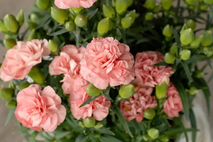 花つきをよくする 花木100種の剪定 NHK趣味の園芸 (妻鹿加年雄
