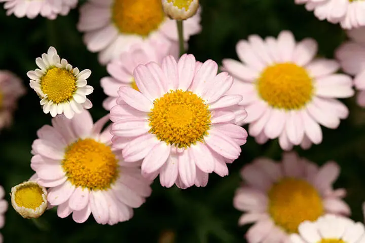 マーガレットとは｜育て方がわかる植物図鑑｜みんなの趣味の園芸（NHK