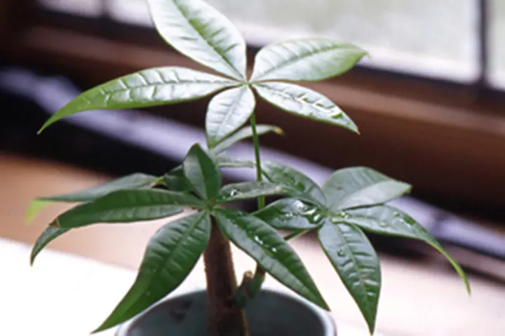 ❤❤縁起物　パキラ　長さ鉢のままは応相談!!!❤❤ 観葉植物 パキラ（8号鉢）｜HanaPrime（ハナプライム）