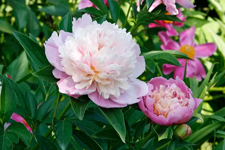芍薬苗8株(球根のみ) （シャクヤクの育て方・栽培方法｜植物図鑑