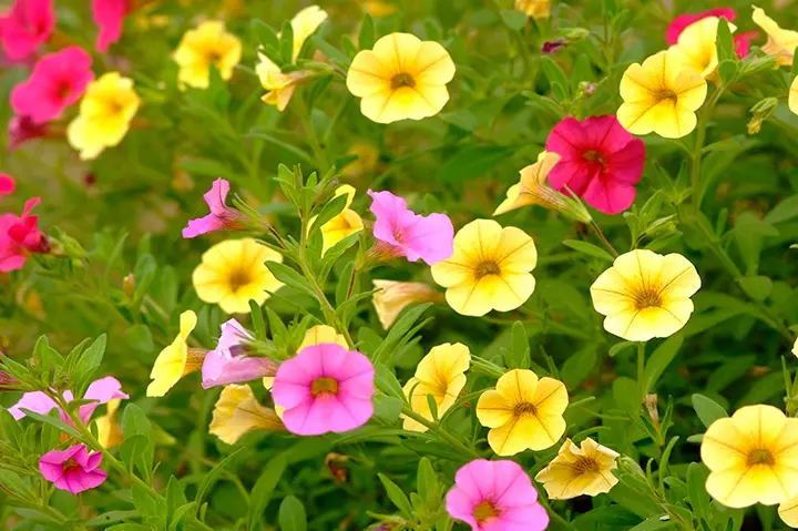 育て方がわかる植物図鑑・花図鑑｜みんなの趣味の園芸（NHK出版）