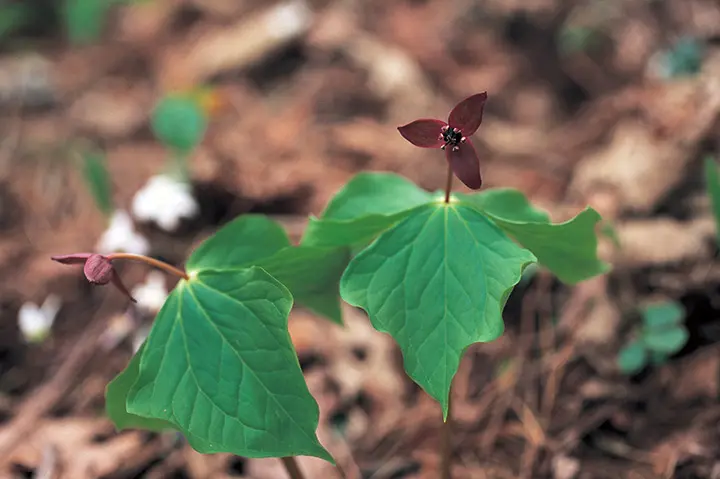 原色図譜エンレイソウ属植物 原色図譜 エンレイソウ属植物 | 北海道大学出版会