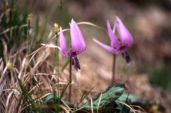 カタクリとは｜育て方がわかる植物図鑑｜みんなの趣味の園芸（NHK出版）