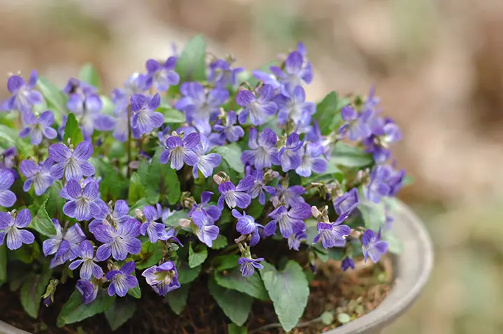 スミレの育て方・栽培方法｜植物図鑑｜みんなの趣味の園芸（NHK