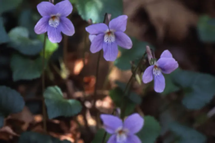 タチツボスミレとは｜育て方がわかる植物図鑑｜みんなの趣味の園芸