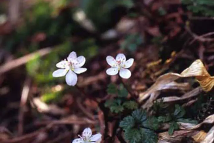 バイカオウレンとは｜育て方がわかる植物図鑑｜みんなの趣味の園芸