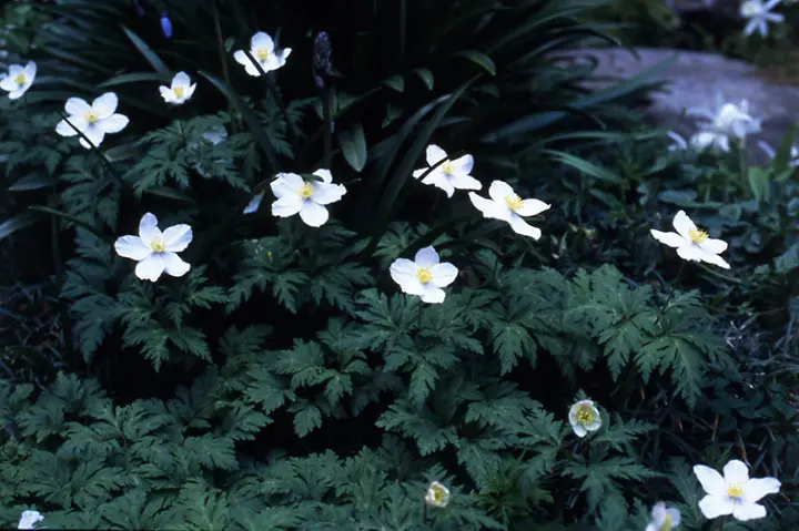 イチリンソウとは｜育て方がわかる植物図鑑｜みんなの趣味の園芸（NHK
