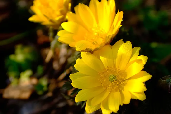 フクジュソウとは｜育て方がわかる植物図鑑｜みんなの趣味の園芸