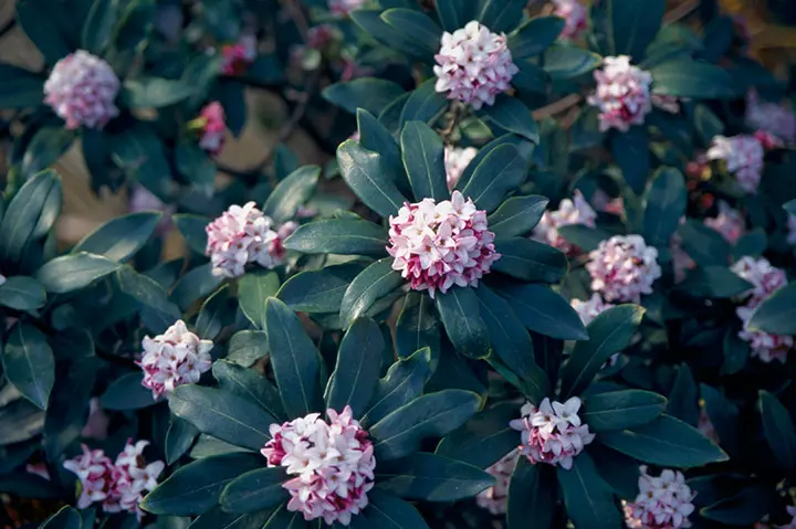 ジンチョウゲとは｜育て方がわかる植物図鑑｜みんなの趣味の園芸