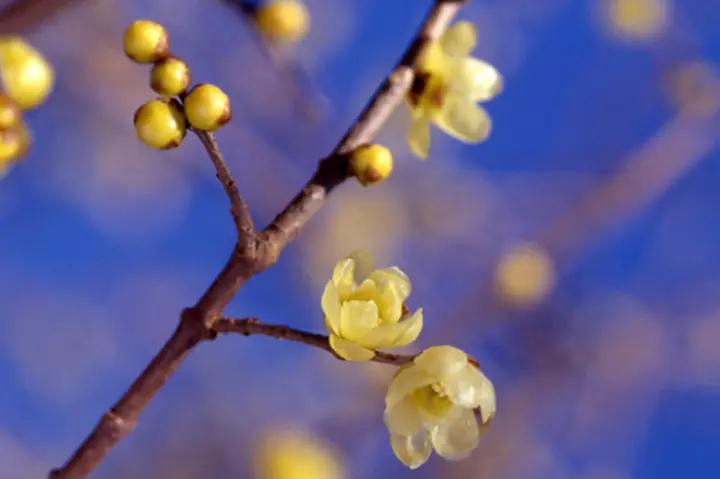 ロウバイとは｜育て方がわかる植物図鑑｜みんなの趣味の園芸（NHK出版）